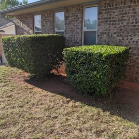 Bush Trimming by T&amp;M Lawn Services reviewed on August 21, 2025