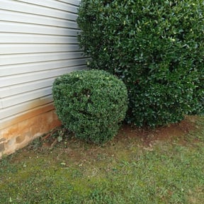 Bush Trimming by Property Care OK, LLC reviewed on August 20, 2025