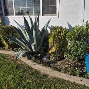 Bush Trimming by Bigdogs Property Maintenance reviewed on February 14, 2026