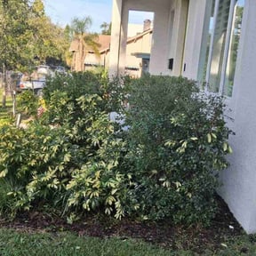 Bush Trimming by American Dream Lawn and Services reviewed on October 20, 2025