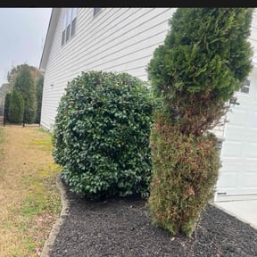 Bush Trimming by Jr Industries Landscaping reviewed on August 15, 2025
