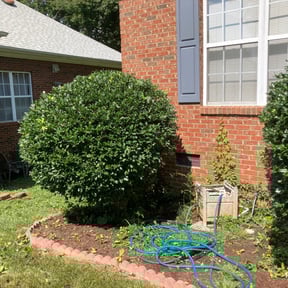 Bush Trimming by Triple C Lawn Care and landscapes reviewed on August 20, 2025