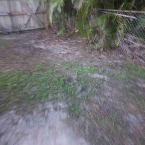 Leaf Removal by Lion's Landscaping reviewed on September 28, 2025