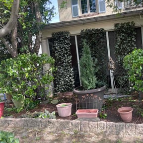 Bush Trimming by Allure landscaping and lawn maintenance reviewed on August 15, 2025