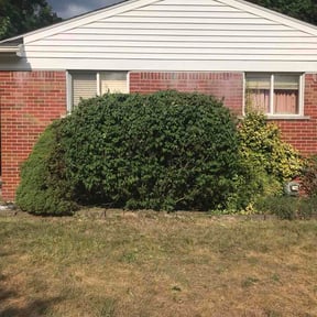 Bush Trimming by Affordable Lawn Care reviewed on July 30, 2026