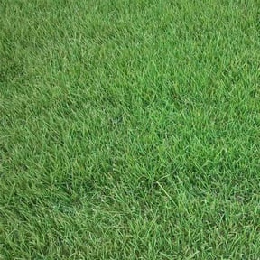 gardening service by Patriot Exterior Services reviewed on August 18, 2025