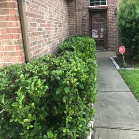 Bush Trimming by Turf Pro reviewed on August 16, 2025