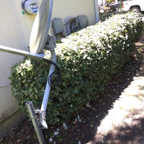 Bush Trimming by Home Solutions LLC reviewed on August 21, 2025