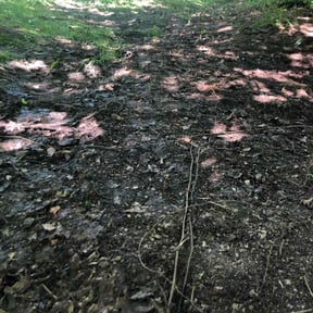 Leaf Removal by Calleigh&#039;s Enterprise reviewed on September 26, 2025