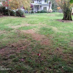 Leaf Removal by New Creation Lawn Professionals reviewed on November 9, 2025