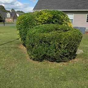 Bush Trimming by F &amp; C LawnCare reviewed on August 2, 2025