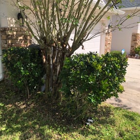 Bush Trimming by All Pro Lawnscapes reviewed on August 20, 2025