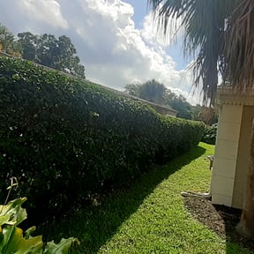 Bush Trimming by Mouton Handyman services reviewed on November 24, 2025