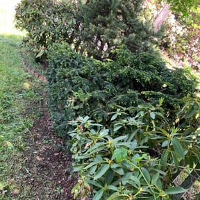Bush Trimming by BNK Home Improvements & Landscaping LLC reviewed on August 21, 2025