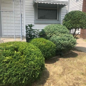 Bush Trimming by Jeremy's Lawn Service reviewed on August 15, 2025