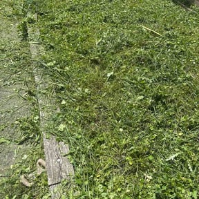 Flower Bed Weeding by Clear cut lawn and landscape reviewed on July 8, 2026