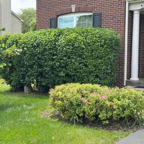 Bush Trimming by NetMyWork.com reviewed on June 14, 2026