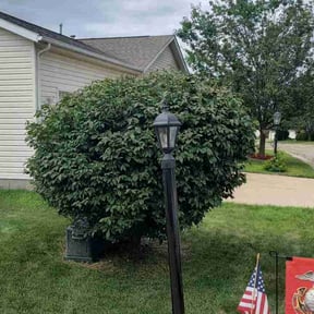 Bush Trimming by APlus Gutter Cleaning LLC reviewed on August 18, 2025