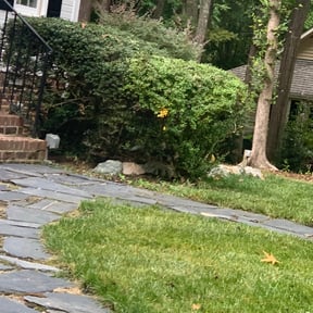Bush Trimming by The More You Mow reviewed on August 16, 2025