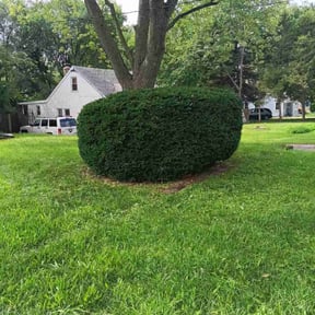 Bush Trimming by Eastward Landscaping reviewed on October 20, 2025