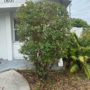 Bush Trimming by JW Lawn Care Service reviewed on August 18, 2025