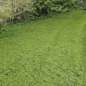 residential landscaping by Drews Country Lawn Care reviewed on August 17, 2025