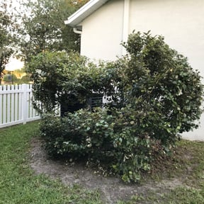 Bush Trimming by Kleen Kutz reviewed on August 17, 2025