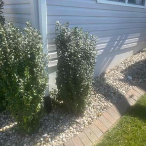 Bush Trimming by GOLD LANDSCAPING reviewed on August 15, 2025