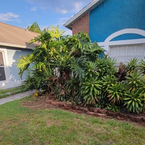 Bush Trimming by coastal landscaping services reviewed on August 18, 2025