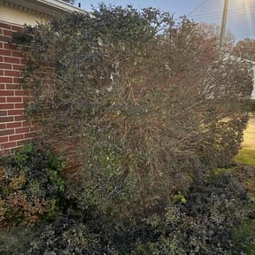 Bush Trimming by Keith Dalke reviewed on December 4, 2025