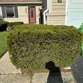 Bush Trimming by Osment Lawn Care reviewed on May 5, 2026