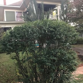 Bush Trimming by Lucas Lawn Care reviewed on August 18, 2025