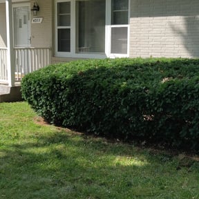 Bush Trimming by Clip Away Lawn Maintenance reviewed on August 18, 2025