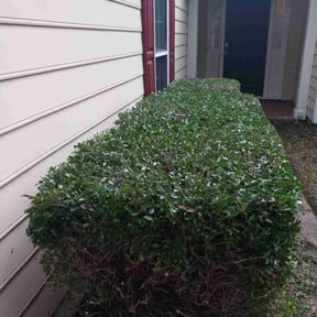 Bush Trimming by Awesome Lawns and More LLC reviewed on September 18, 2023