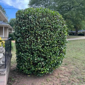 Bush Trimming by Valmont Landscaping and Construction reviewed on August 1, 2022