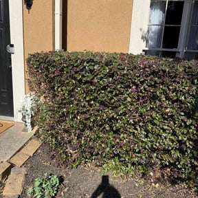 Bush Trimming by Cutting Edge Outdoor work LLC reviewed on August 15, 2025
