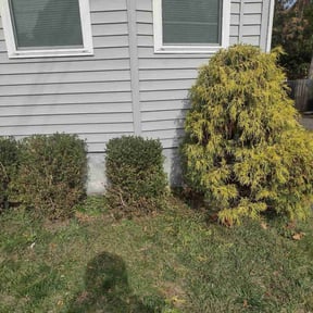 Bush Trimming by It’s the move reviewed on August 15, 2025