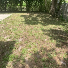 Bush Trimming by Veteran's Lawn Care & Landscaping reviewed on August 21, 2025