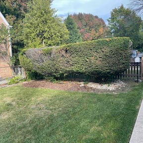 Bush Trimming by Eleazar&#039;s Lawn Care reviewed on November 7, 2025