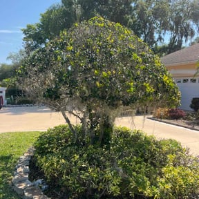 Bush Trimming by J & K Lawncare Specialists LLC reviewed on August 16, 2025