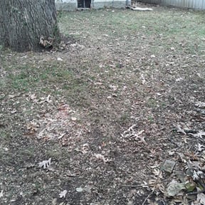 Leaf Removal by Stephen Reynolds reviewed on September 20, 2025