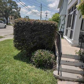Bush Trimming by Plant Based Business reviewed on August 15, 2025