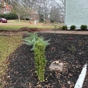 Leaf Removal by Abel Baeza reviewed on December 11, 2025