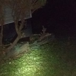 Bush Trimming by New Surroundings reviewed on August 19, 2025