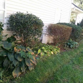 Bush Trimming by JD&#039;s Lawn Care reviewed on October 22, 2025