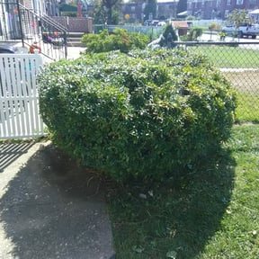 Bush Trimming by Complete Lawn Care reviewed on August 19, 2025