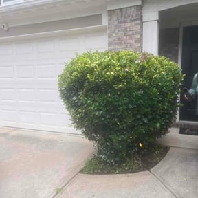 Bush Trimming by Thomas's lawn care reviewed on August 3, 2026