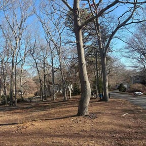 Leaf Removal by Eric's Lawn Care reviewed on March 18, 2026