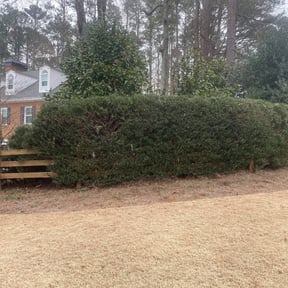 Bush Trimming by Kane &amp; Associates, LLC. reviewed on August 21, 2025