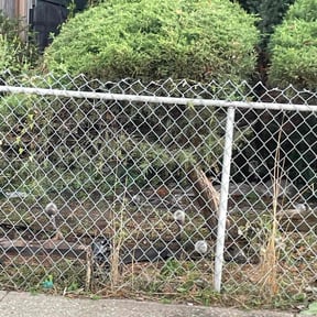Bush Trimming by Big Rocks Landscaping & Demolition reviewed on August 19, 2025